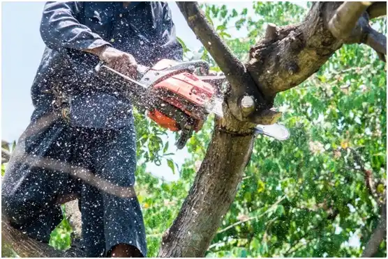 tree services Suquamish